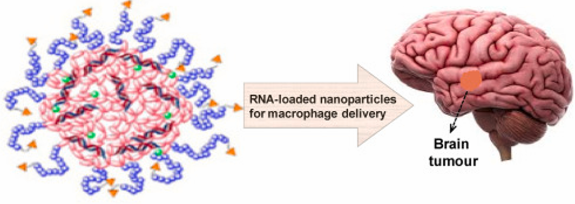 راهبردهای نانو ایمونوتراپی برای تحویل هدفمند RNA: تأکید بر نقش مونوسیت/ماکروفاژها به عنوان نانو ناقل برای درمان گلیوبلاستوما مولتی‌فرم